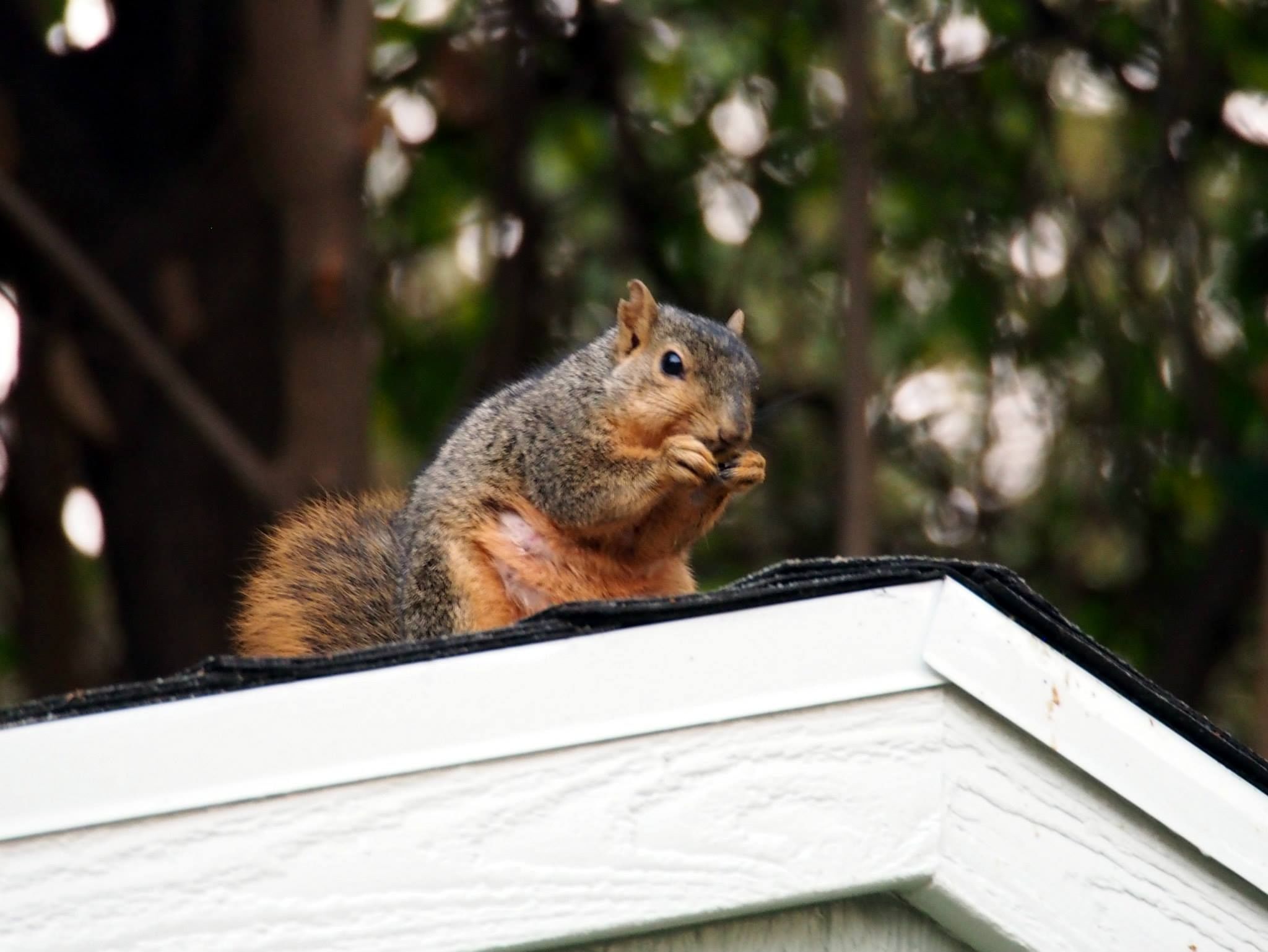   Eastern fox squirrel  