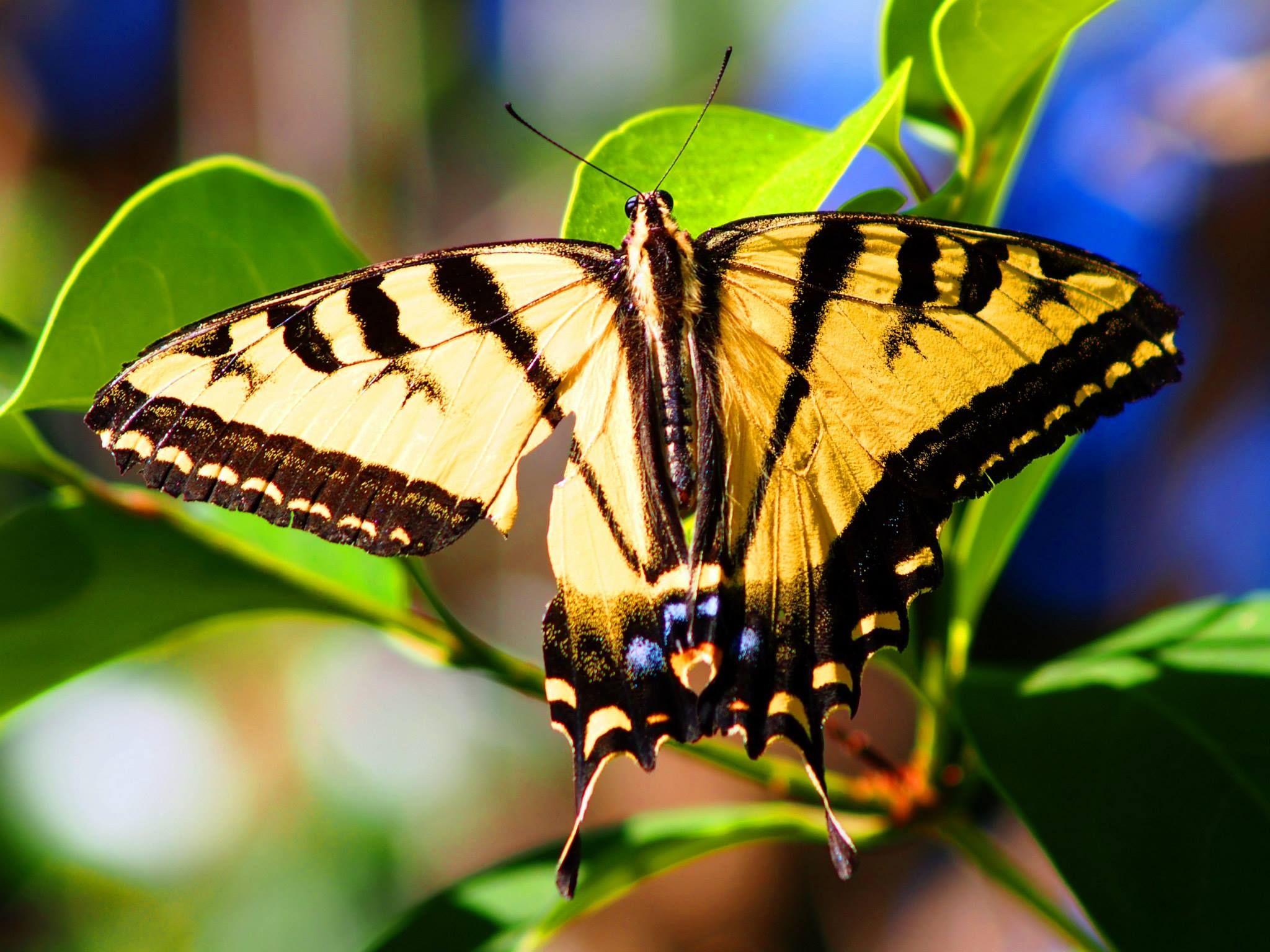   Western swallowtail butterfly  