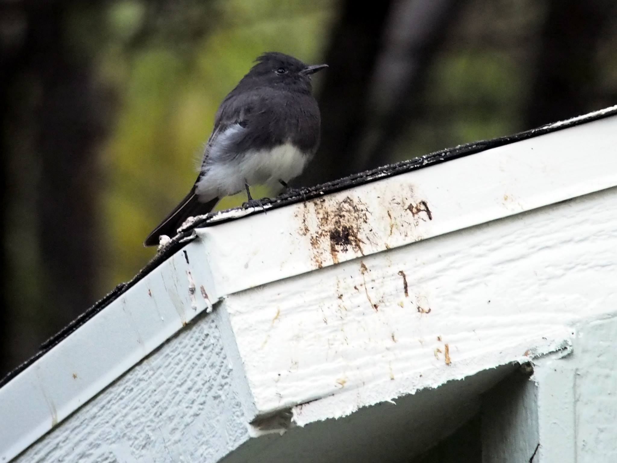   Black phoebe  