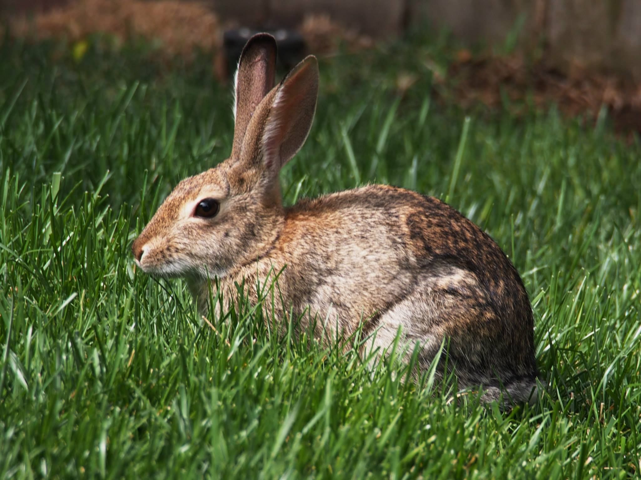  Desert cottontail 