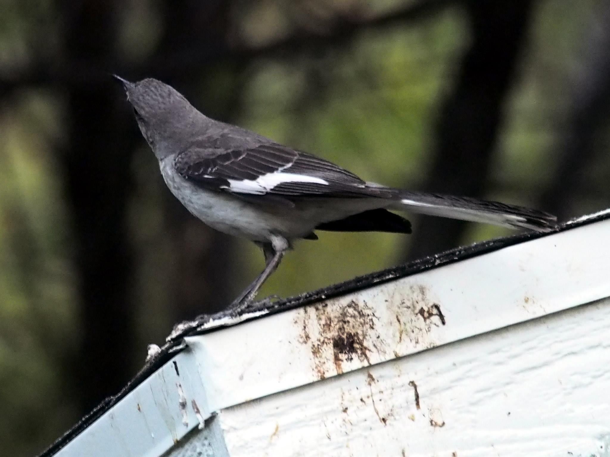   Northern mockingbird  