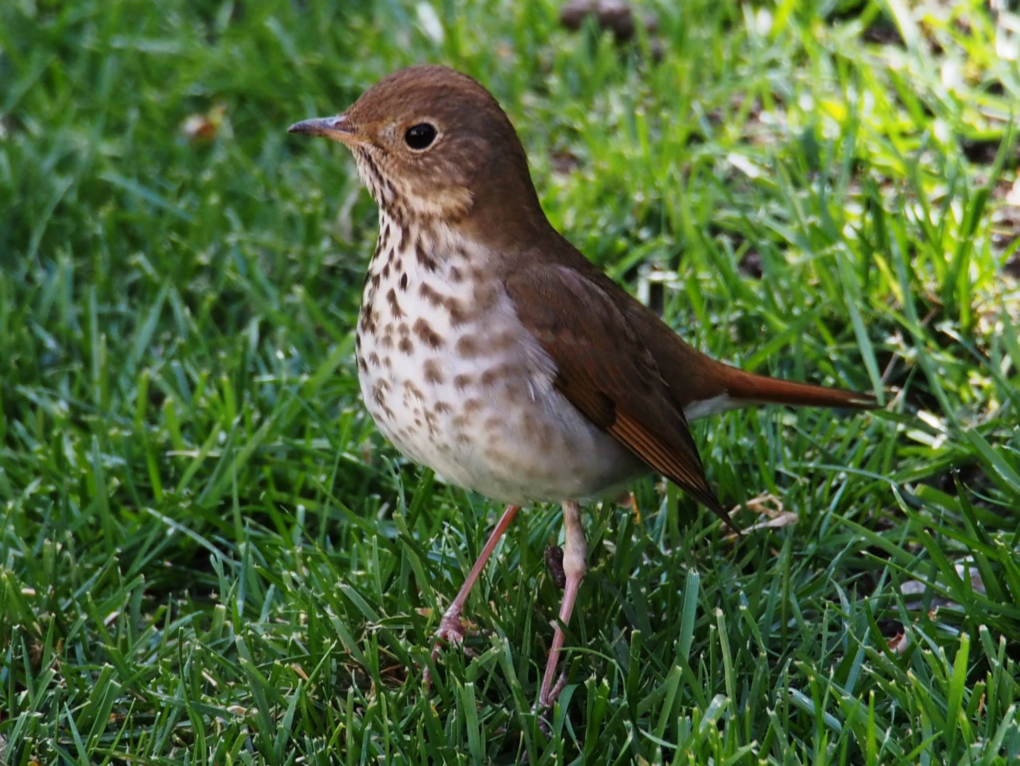   Hermit thrush  
