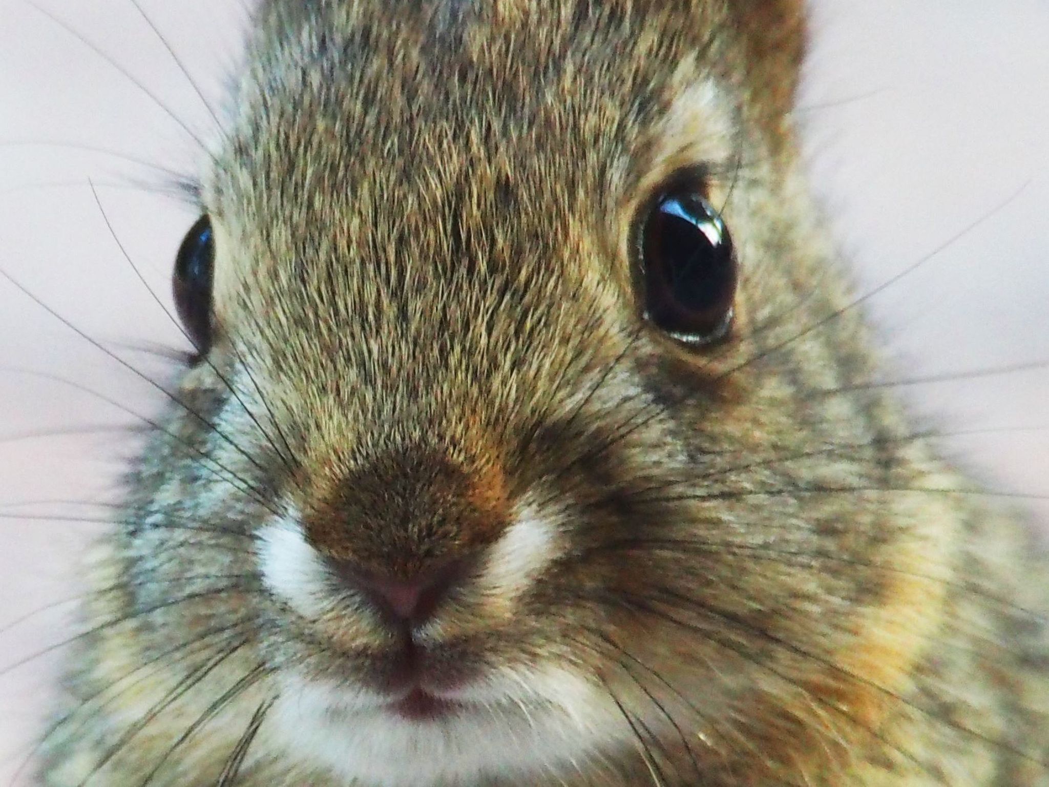  Desert cottontail kit 