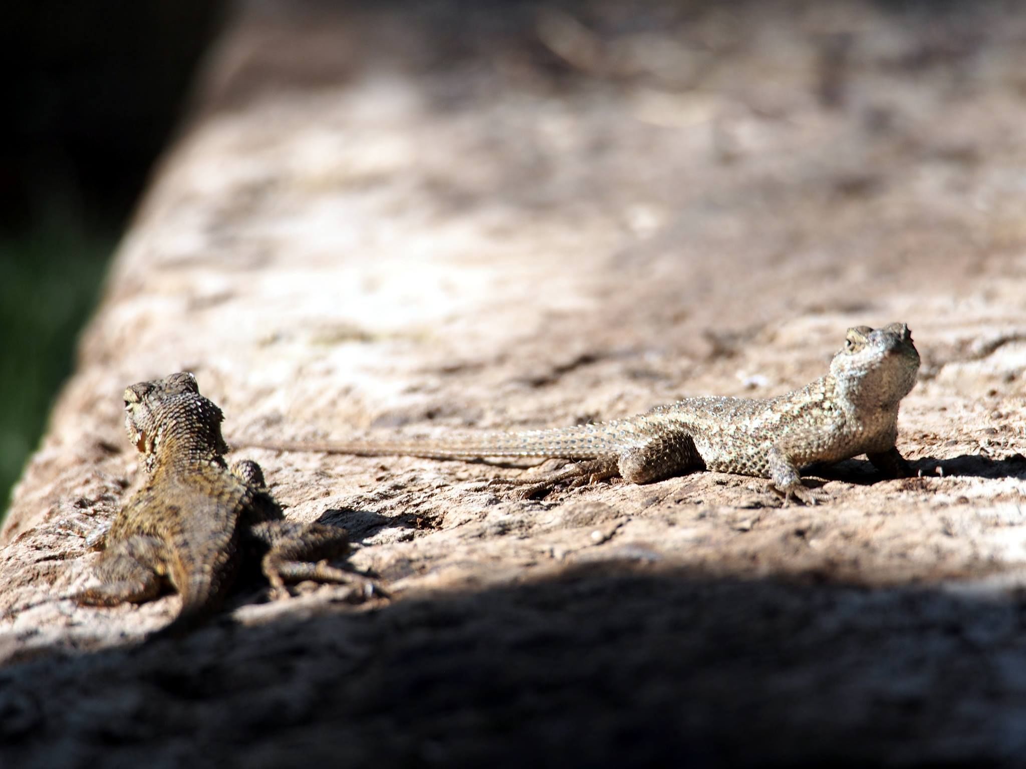  Fence lizard 