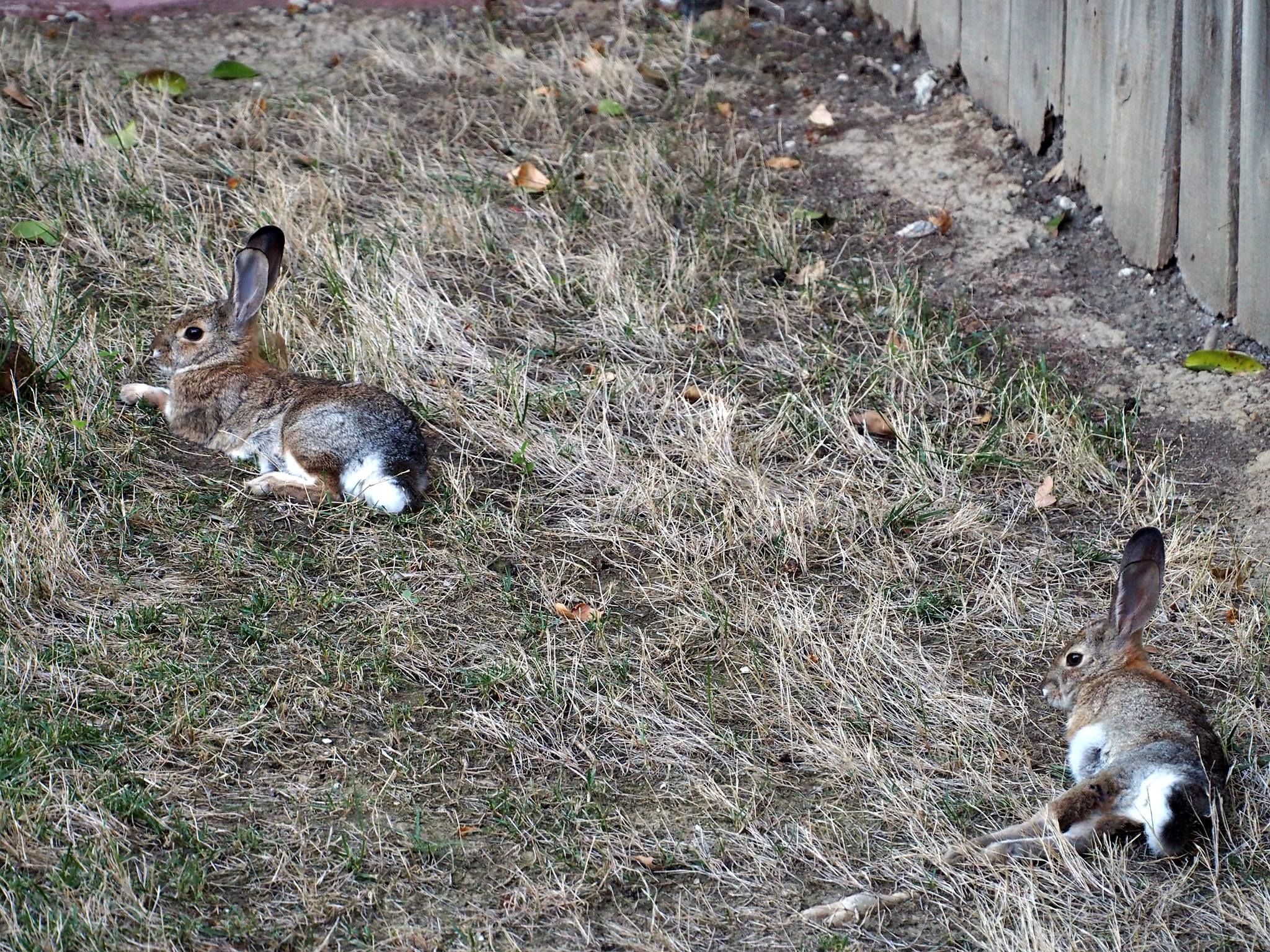  Desert cottontails 