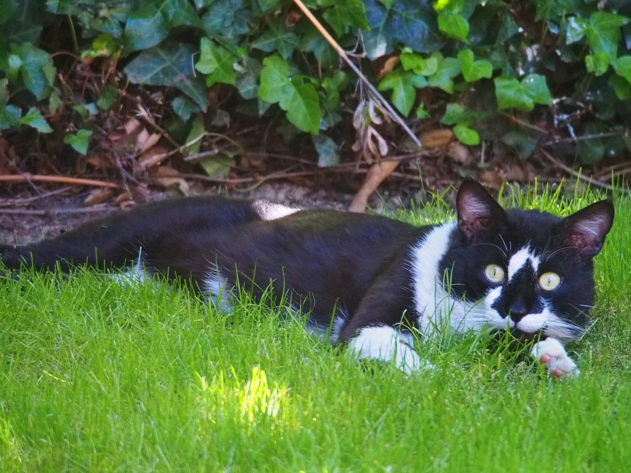  Domestic cat (Felis catus) 