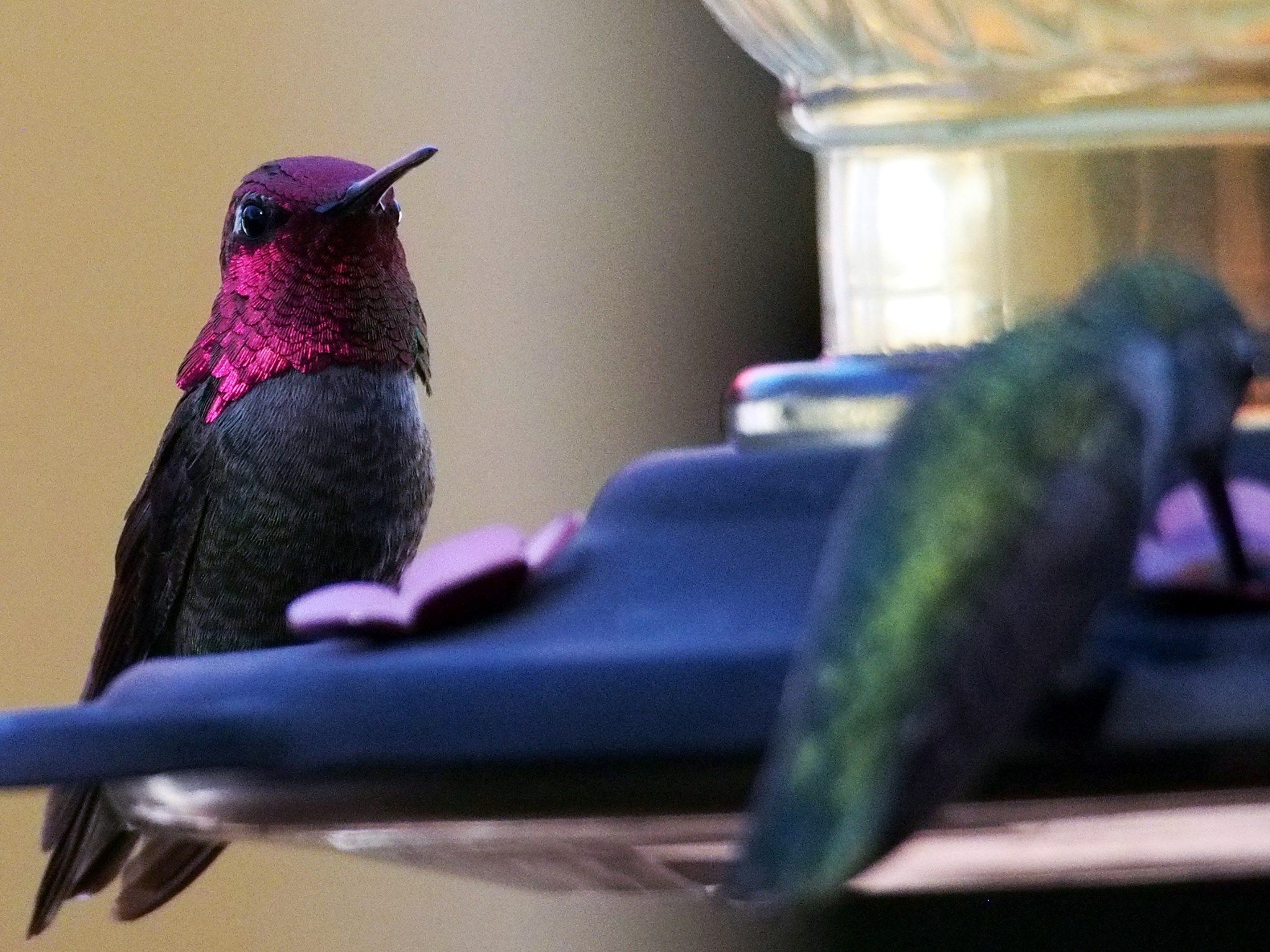  Hummingbirds sharing the feeder 