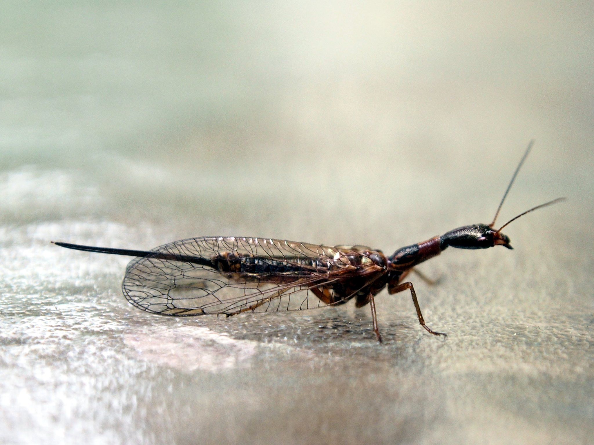   Snakefly (1/2)  