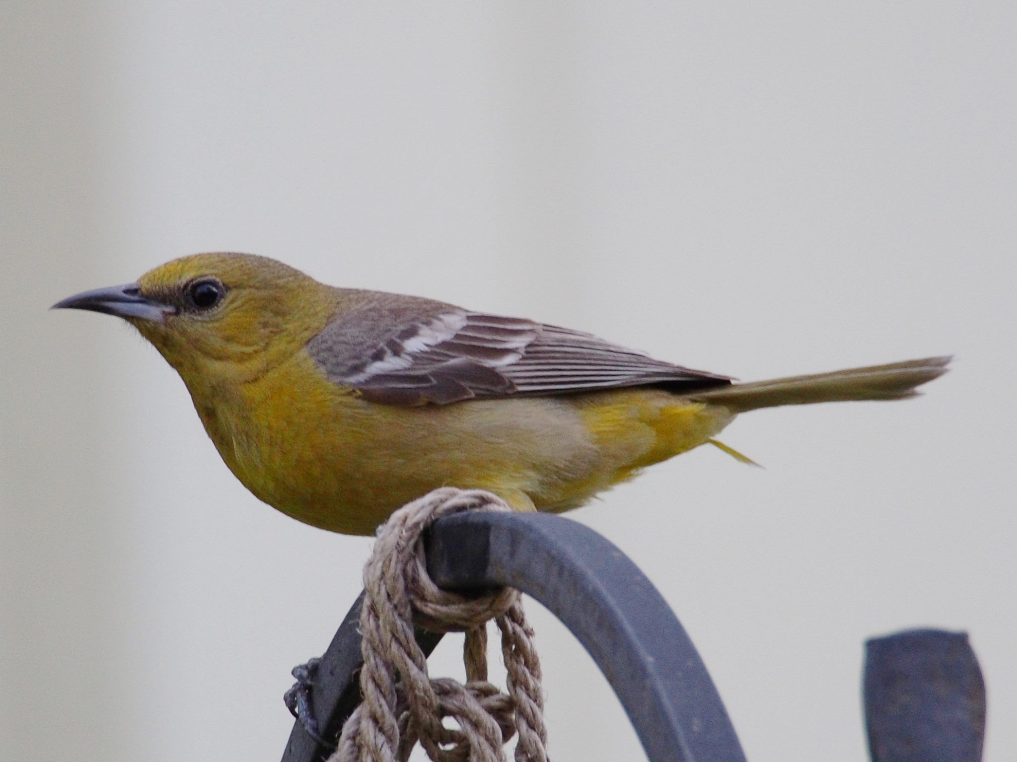  Female hooded oriole 