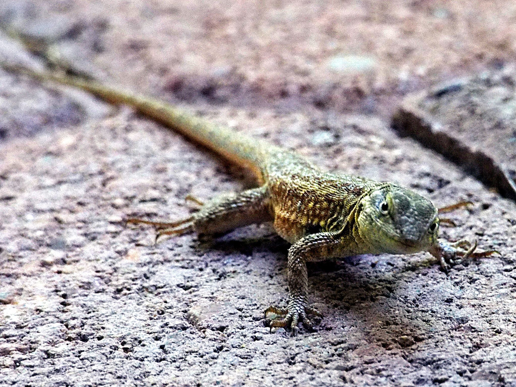  Fence lizard 