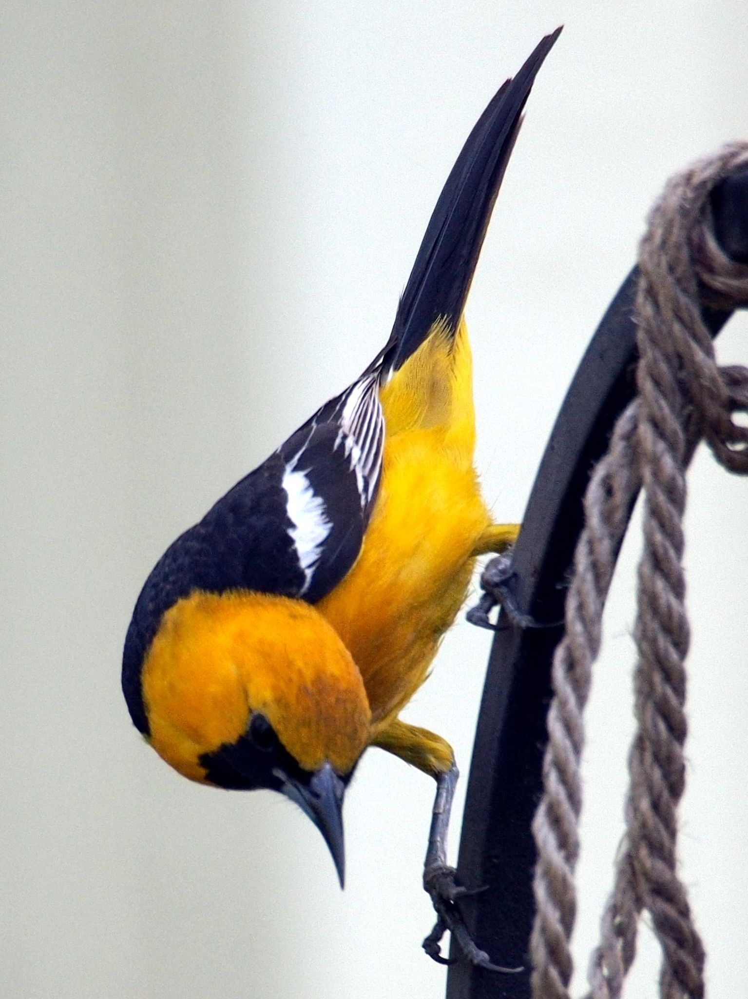  Male hooded oriole 
