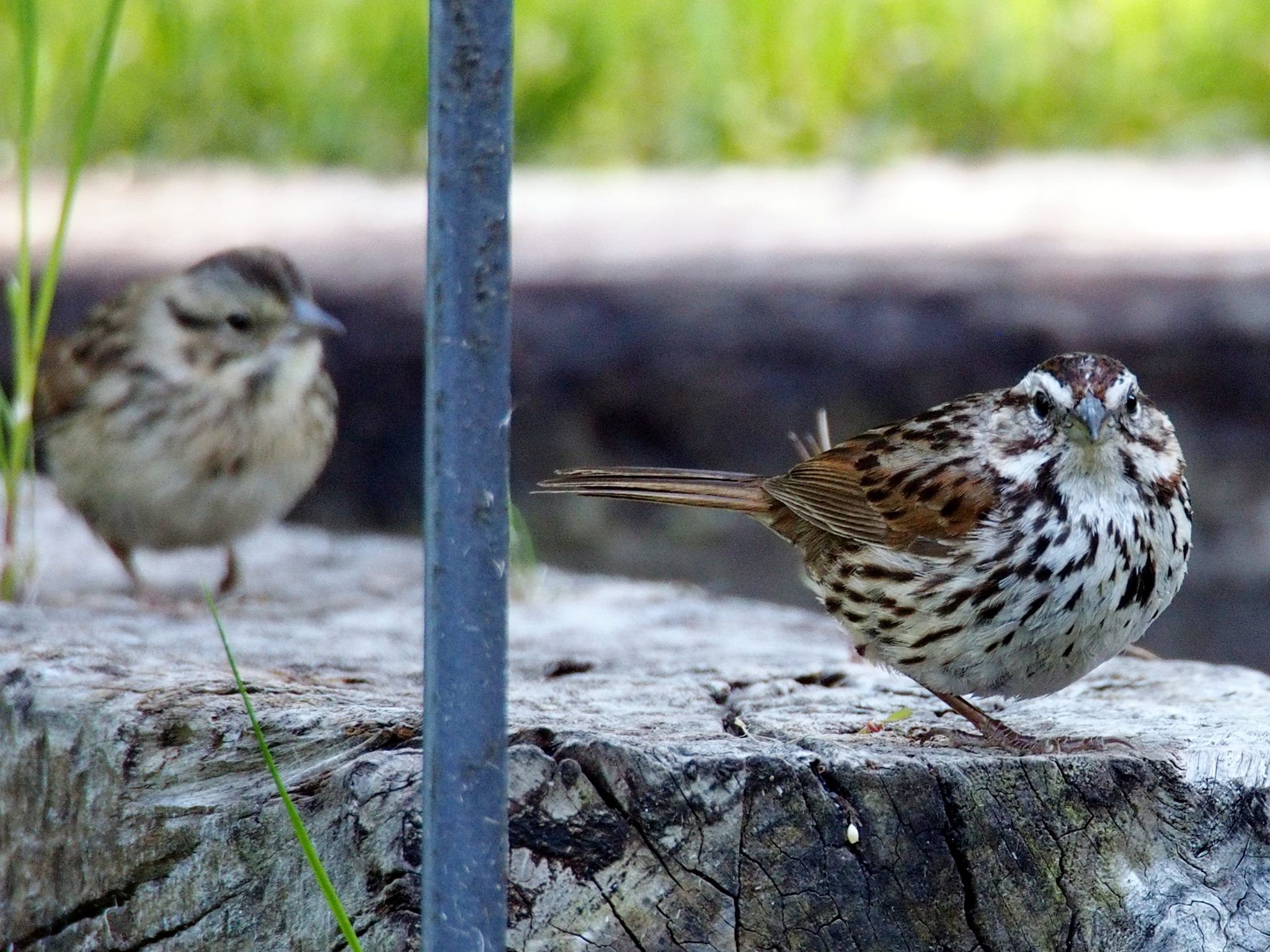  Song sparrows 