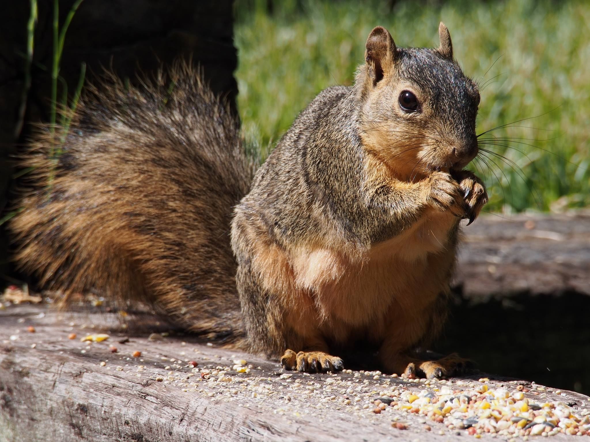  Eastern fox squirrel 