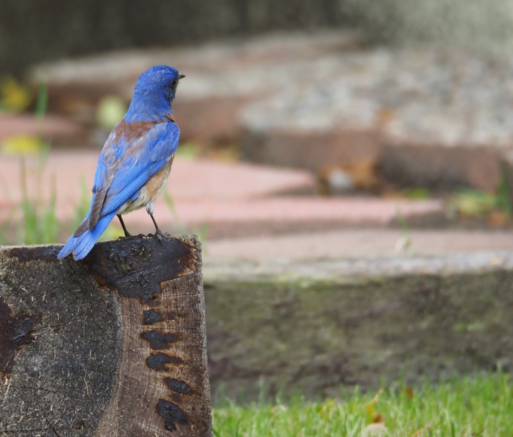   Male Western bluebird  