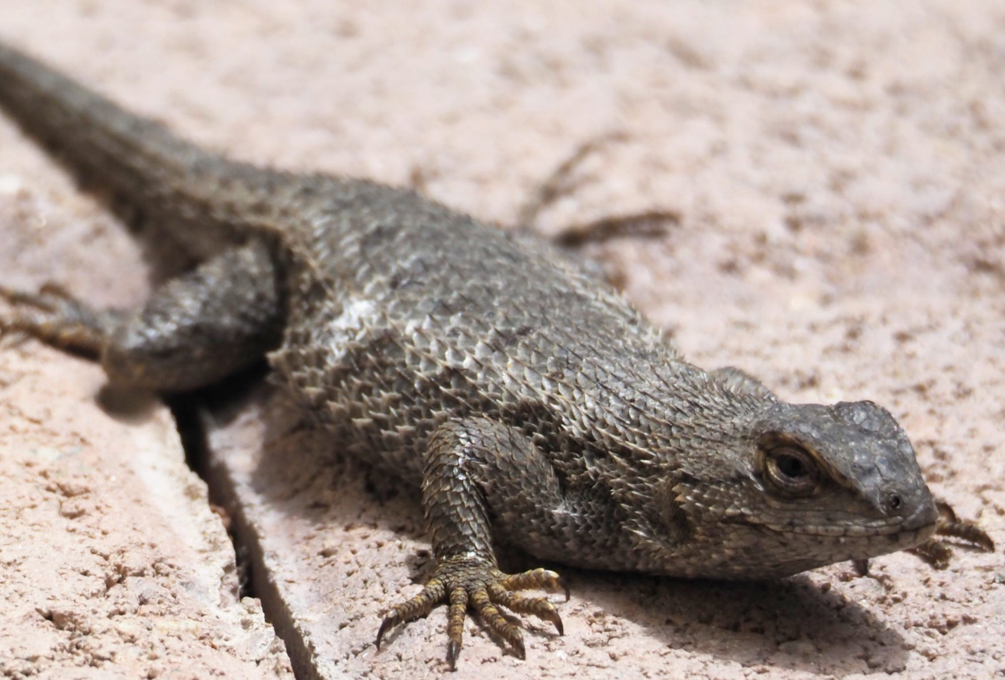  Fence lizard 