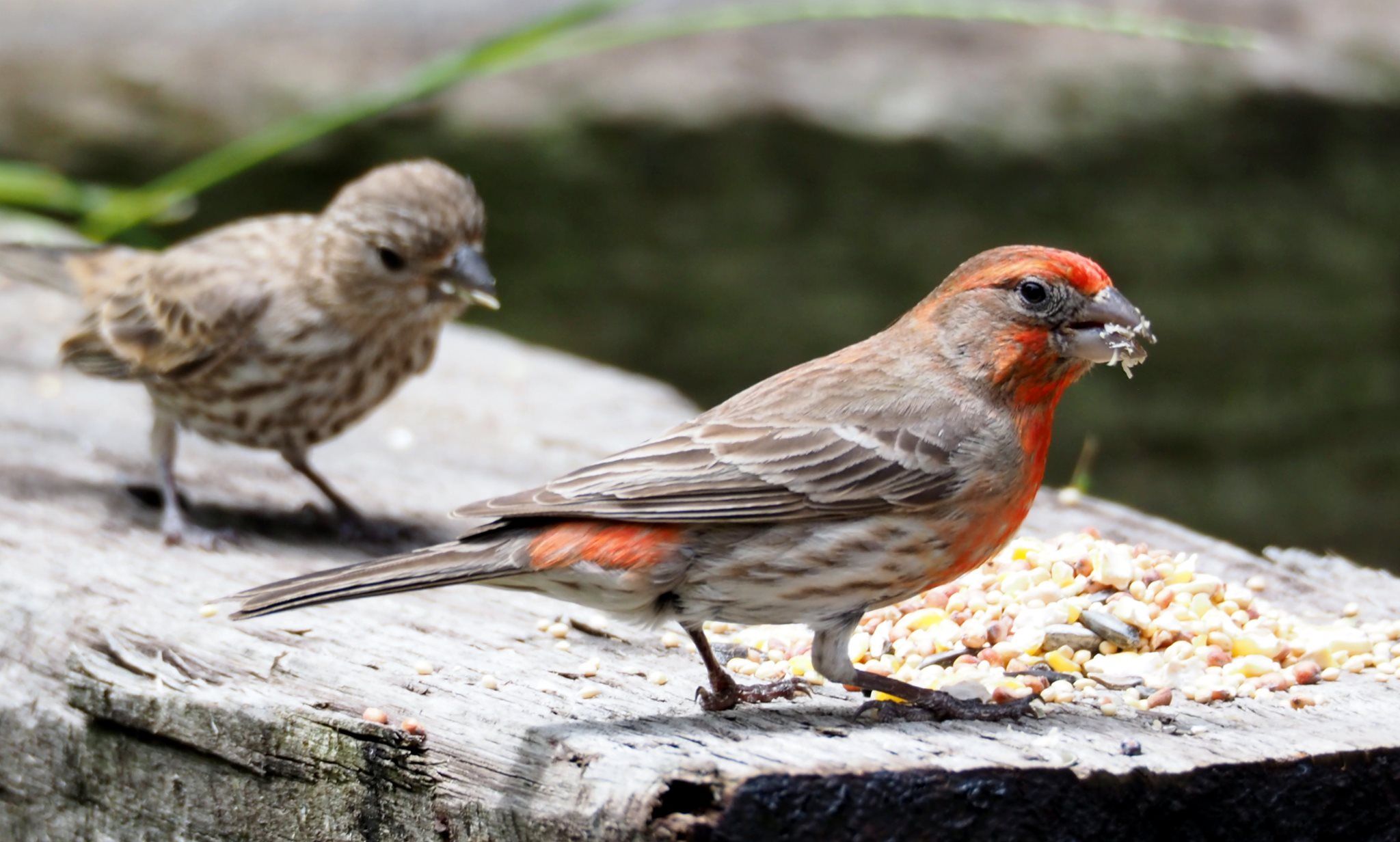  House finches 
