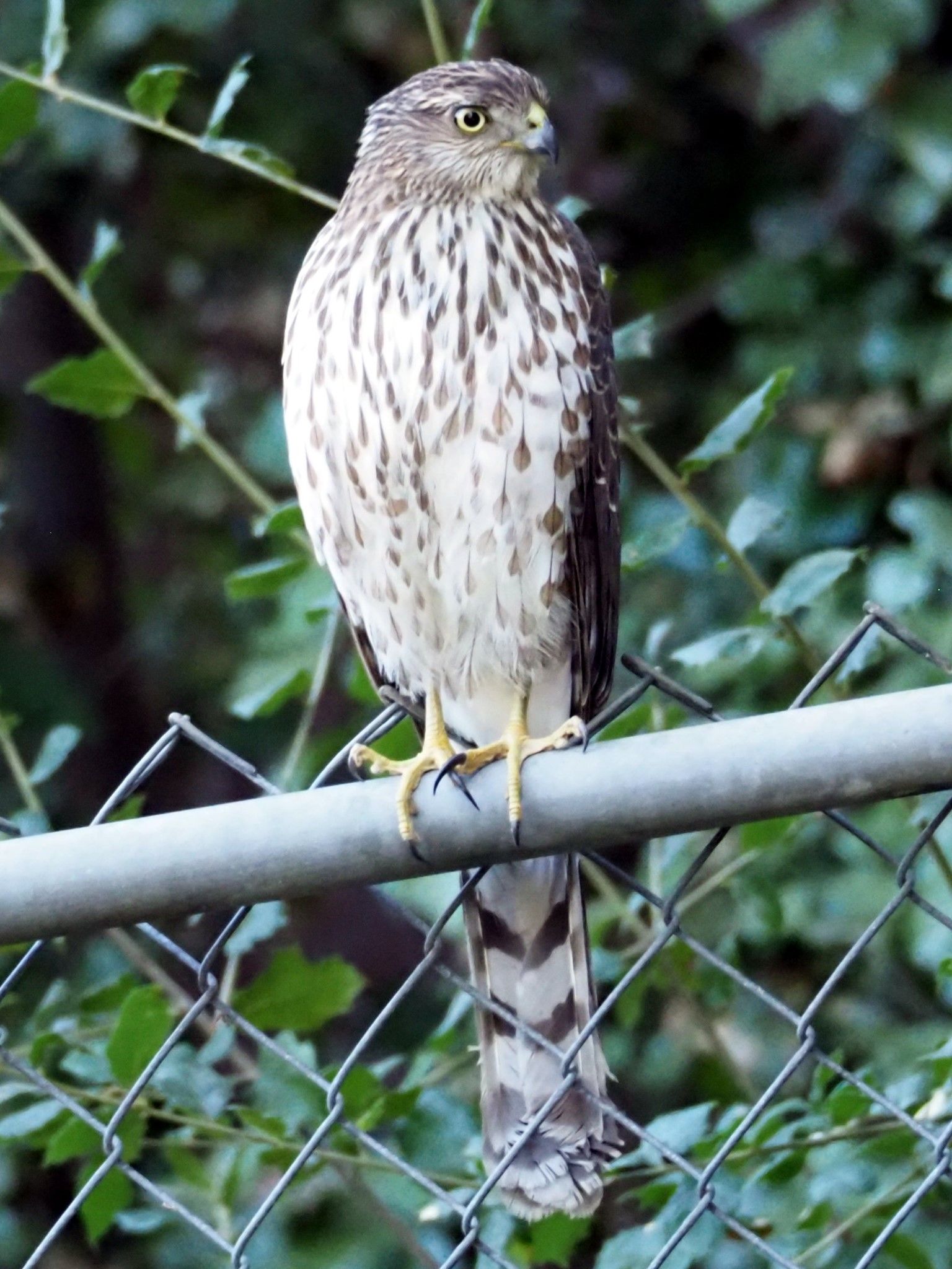  Cooper's hawk 