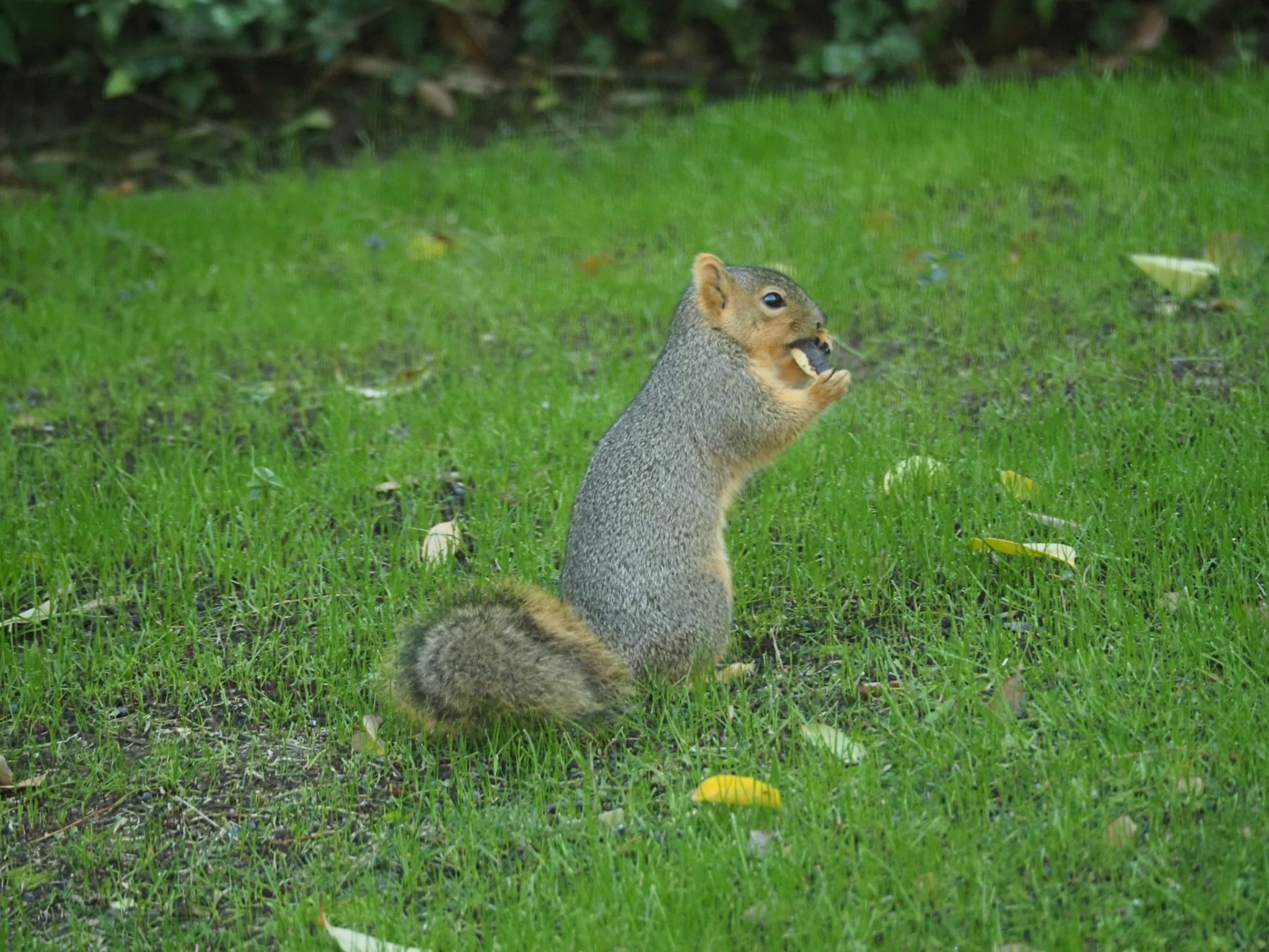  Eastern fox squirrel 