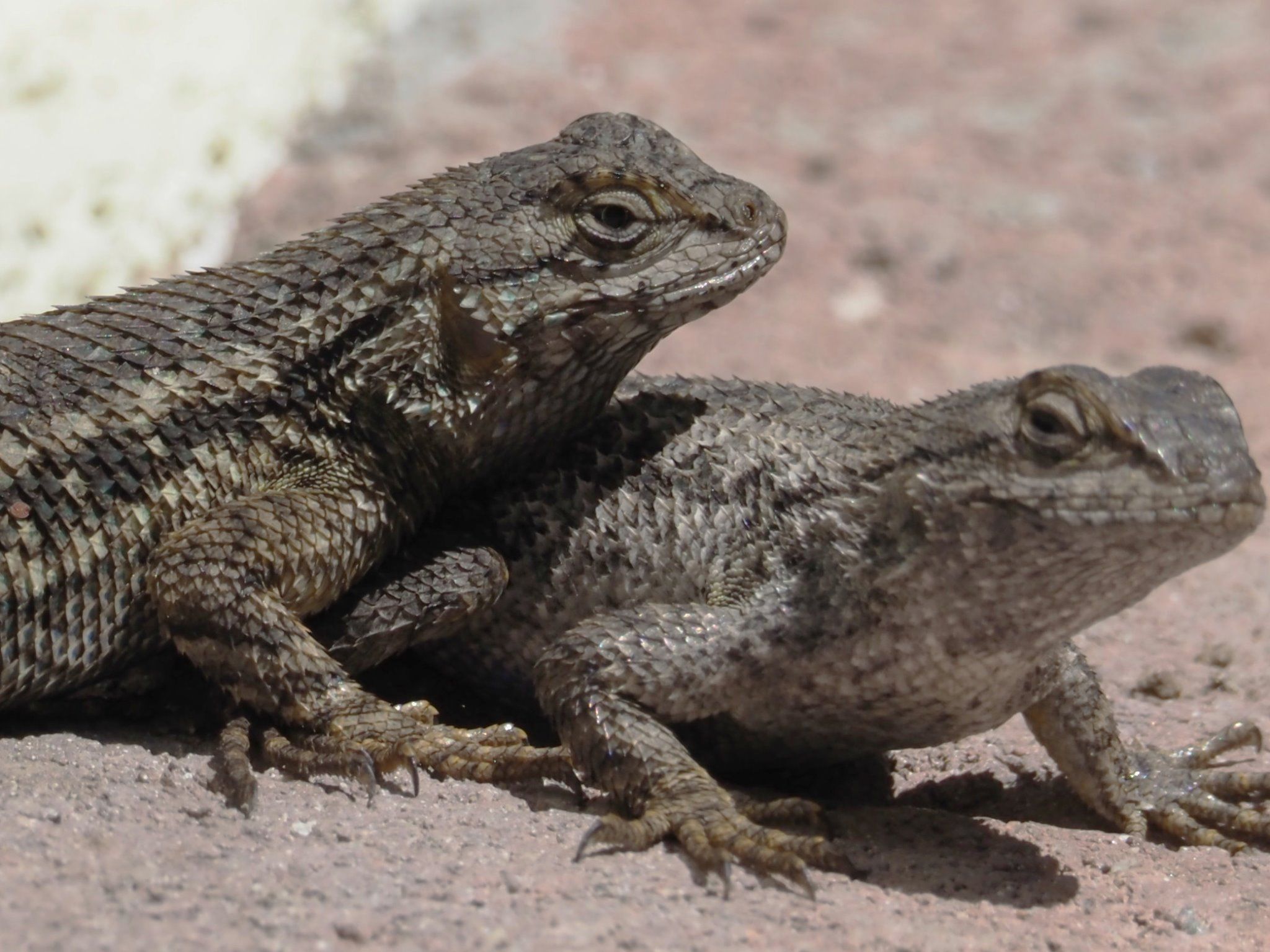  Fence lizards 