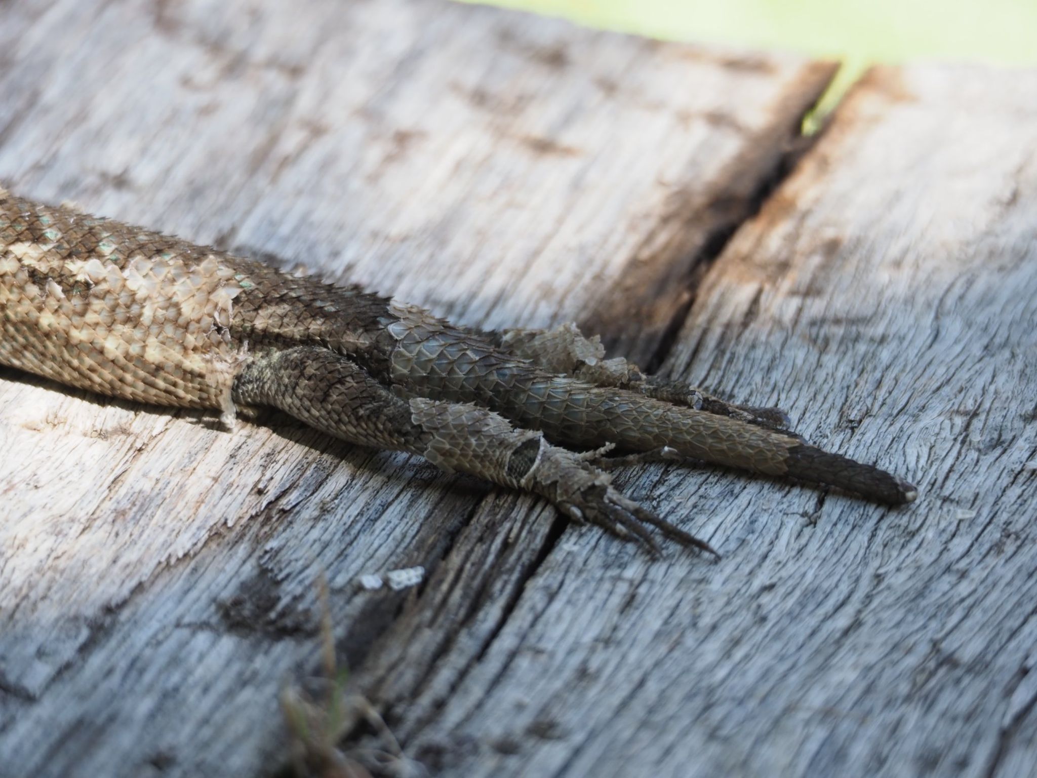  Fence lizard 