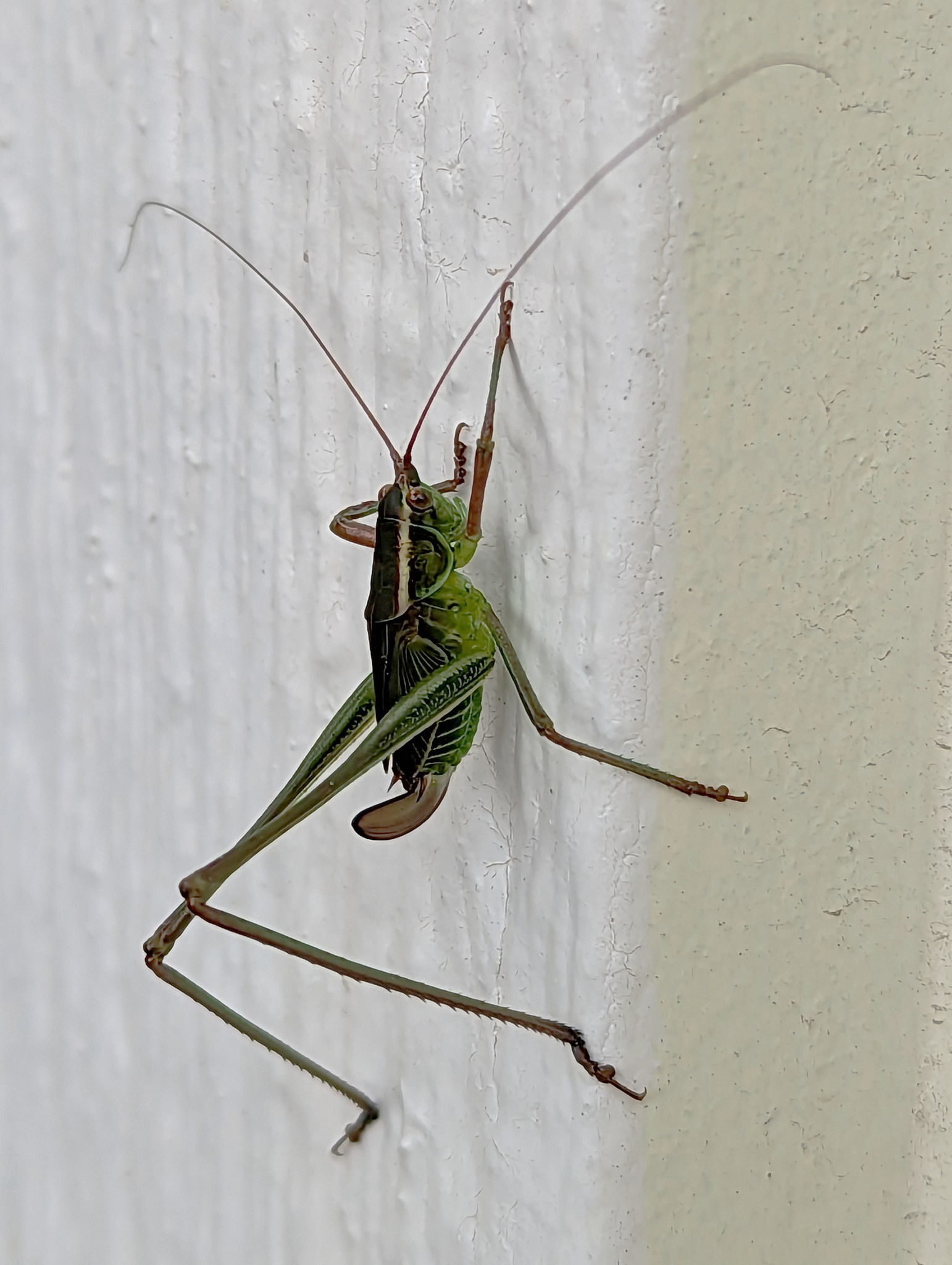  Katydid 