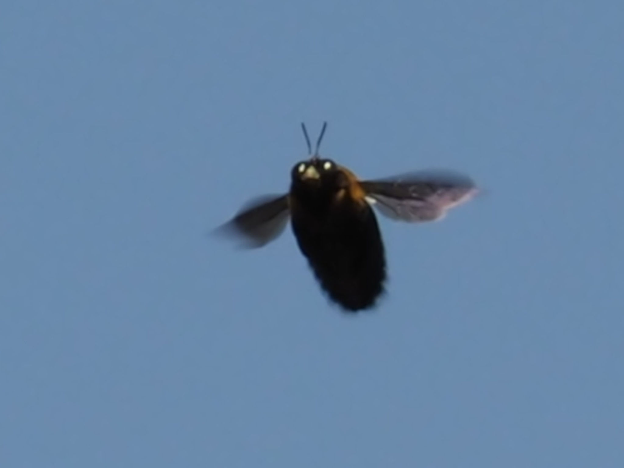  Japanese Carpenter Bee 