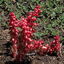  Snow Plant 