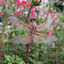  Los Angeles, 2 May 2024  Home, and the garden is in full bloom.