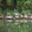  Taiwan, 28 Mar 2024  Red eared slider turtles basking in the big pond in Daan Forest Park.