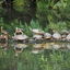  Taiwan, 28 Mar 2024  Red eared slider turtles basking in the big pond in Daan Forest Park.