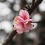 Taiwan 2024 - At  Liberty Square  in Taipei, the last of the cherry blossoms for this year.