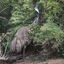 Warrnambool 2024 - Emu snarfing berries on the  Last Volcano Loop track  at the  Tower Hill Wildlife Reserve .