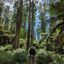  Melbourne, 5 Feb 2024  Walking the Coles Ridge, Welch Track, Paddy Track, Neuman Track, and Lyrebird Walk loop in the Dandenong Ranges National Park.