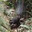  Melbourne, 5 Feb 2024  Superb Lyrebird having a scratch just off the Neuman Track in the Dandenong Ranges National Park.