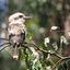 Melbourne 2024 - Kookaburra keeping an eye on things at Grant's Picnic Ground in the Dandenongs.