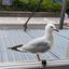  Aotearoa New Zealand, 26 Jan 2024  Bold Dunedin red-billed gull (Chroicocephalus novaehollandiae scopulinus), also known as tarāpunga, eyeballing my Kimchi-jjigae (out of frame!).