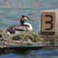  Aotearoa New Zealand, 16 Jan 2024  John Oliver's  campaign  to vote the Australasian crested grebe, a.k.a. Pūteketeke, Bird of the Century was quite the chuckle.