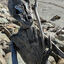  Aotearoa New Zealand, 15 Jan 2024  Driftwood sculpture on the beach at Hokitika.