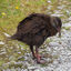  Aotearoa New Zealand, 13 Jan 2024  Flightless weka preening on the trail next to the Punakaiki River.